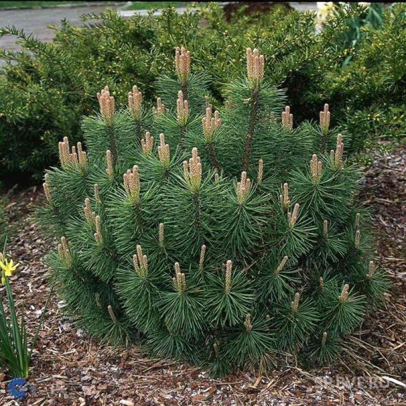 Pinus mugo Pumilio - Сосна горная Пумилио (Pumilio) С 7,5 L 40-50 cm - Фото №1